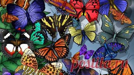 1299755990_286673-1366x768-butterfly.jpg (1366×768)