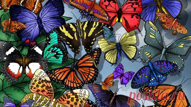 1299755990_286673-1366x768-butterfly.jpg (1366×768)