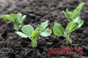 Как получить хороший урожай на небольшом участке: 20 советов для огородника — Дачный участок