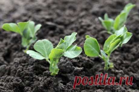 Как получить хороший урожай на небольшом участке: 20 советов для огородника — Дачный участок