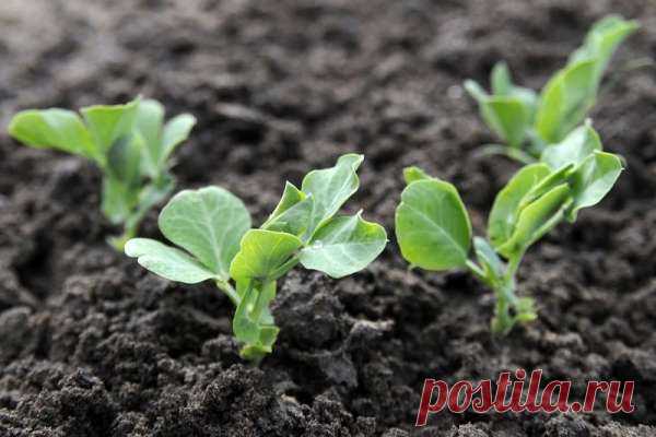 Как получить хороший урожай на небольшом участке: 20 советов для огородника — Дачный участок