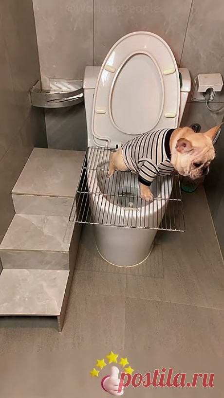 Self - made convenient auxiliary tool for pets to use the toilet- Good tools and methods can quickly improve work efficiency