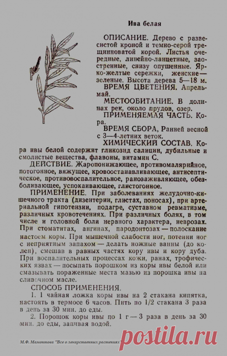 Ива белая