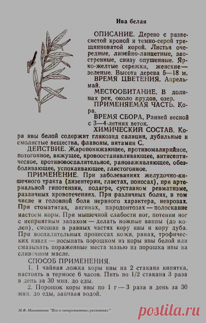 Ива белая