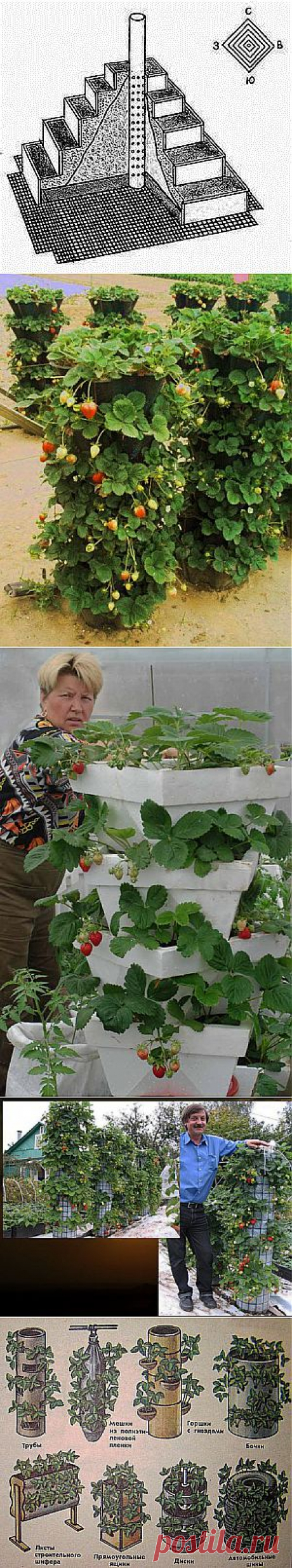Земляника из блога Румилы.