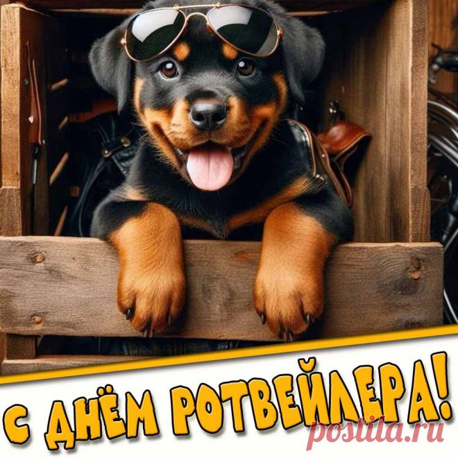 Картинка с днём ротвейлера