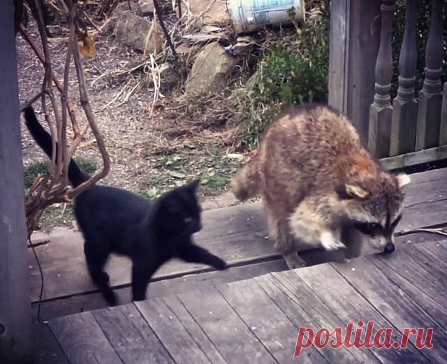 Слепой енот привел двух котят к человеку и этим поступком спас малышам жизни! 

Это невероятная история произошла в одном небольшом городке. К парню, которого зовут Эрин и чей дом находился на окраине, стал захаживать в гости слепой енот. Он приходил каждый день в промежутке с …