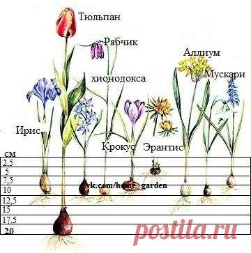 Глубина посадки луковичных! 

#Сад_floschool