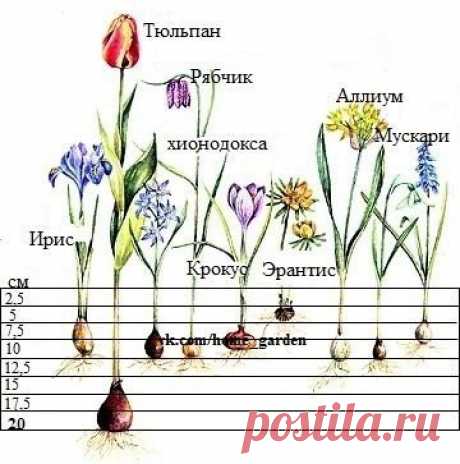 Глубина посадки луковичных! 

#Сад_floschool