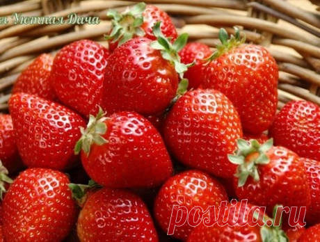 Удобрения для клубники из хлеба, из сыворотки, из помета, из крапивы
