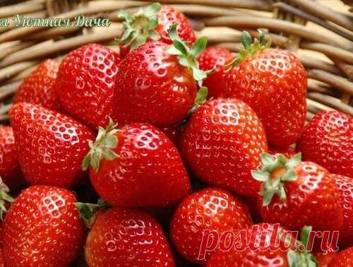 Удобрения для клубники из хлеба, из сыворотки, из помета, из крапивы