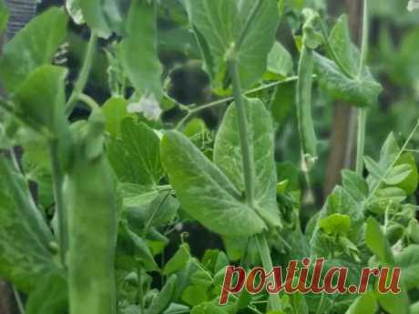 Подкормите горох в конце июня – и он завалит вас урожаем: ошеломительный результат. Секрет гигантских стручков и небывалого урожая гороха раскрыт опытными агрономами. Одна простая процедура в конце июня способна кардинально изменить картину на ваших грядках.