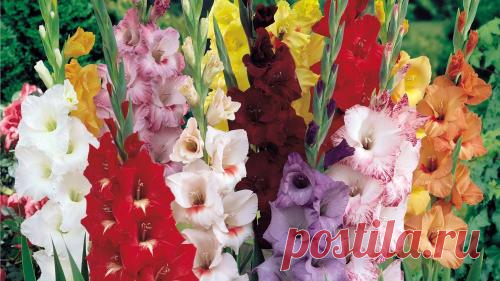 Что важно при выращивании гладиолусов