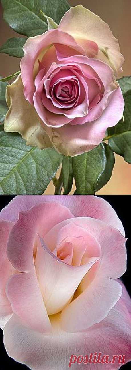 'The Rose' | beautiful . flowers