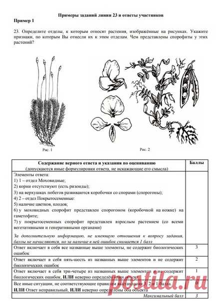 Официальные комментарии ФИПИ к реальным ответам выпускников на задания линии 25 (бывшей 23).

 На картинках представлены примеры заданий из ЕГЭ 2020, ответы выпускников на них и комментарии к выставленным баллам.

 Есть примеры реальных ответов на полный балл, а для других ответов рассказано, за что снижена оценка.

Настоятельно рекомендую прочитать, чтобы вы лучше понимали логику оценивания работ экспертами. Обратите внимание на распространенные ошибки и то, как они учиты...