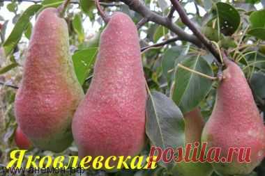 Груша зимнего срока созревания "Яковлевская"