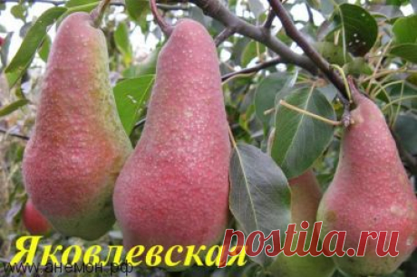 Груша зимнего срока созревания &quot;Яковлевская&quot;