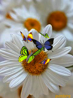 Какое лето без ромашек ...Они как песня для души, И о любви секрет расскажут, И как невесты хороши...