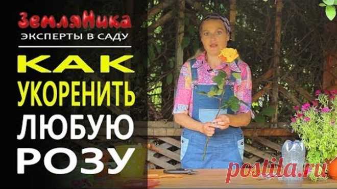 Надежный способ укоренить любую розу. 0+