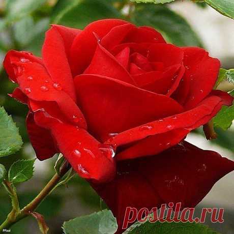 просто красавица