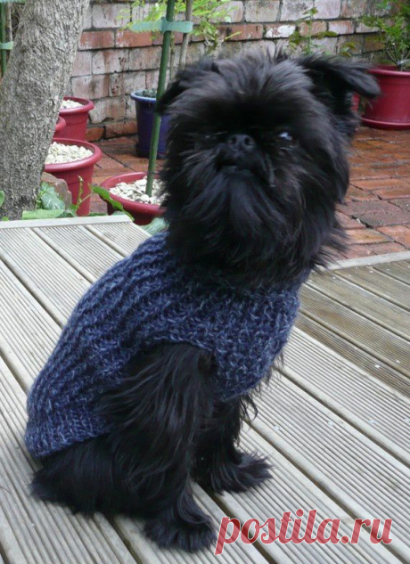 Devine Doggy Denim Pure Wool Sweater - Size XL