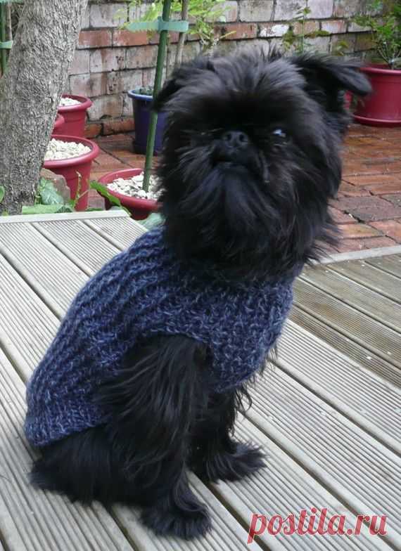 Devine Doggy Denim Pure Wool Sweater - Size XL