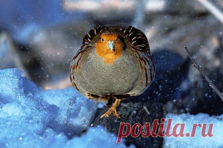 Как выживает куропатка: 6 фактов о зимовке дикой птицы | Приключения натуралиста | Яндекс Дзен