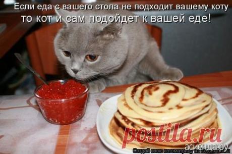 А вот вам котики - повеселить животики: Группа Беседка «Дачная жизнь»