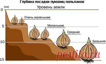 Клумбы из многолетних цветов. | Самоцветик
