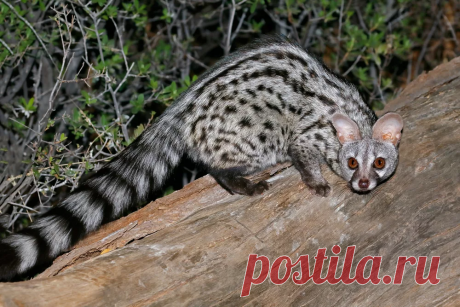 Генета: Раньше она заменяла людям кошек, но сейчас про неё все забыли. Перед вами почти 100% альтернатива коту! | Книга животных | Яндекс Дзен