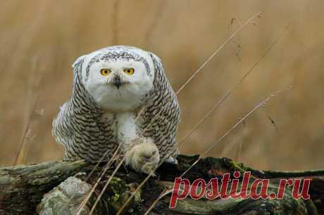 Snowy Owl (Bubo scandiacus) - Picture 28 in Bubo: scandiacus