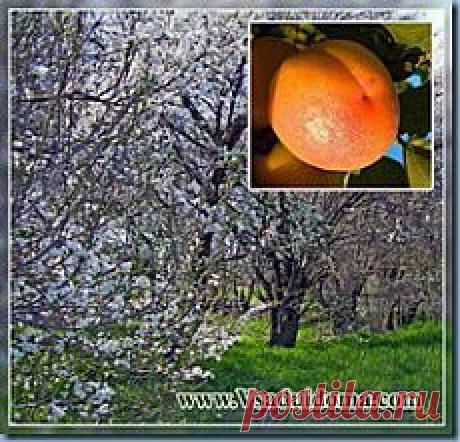 Жердели - размножение, уход и рецепты | Сайт о саде, даче и комнатных растениях.