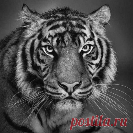 рисунки