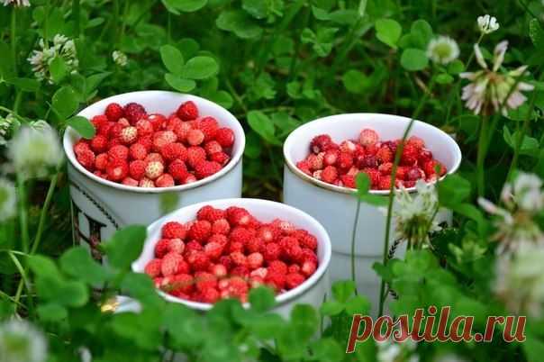 Секреты земляничной грядки