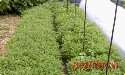 Тебе надо, ты и копай | Велемудр