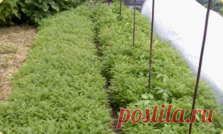 Тебе надо, ты и копай | Велемудр