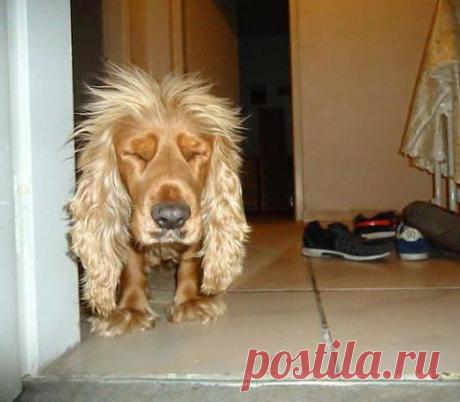 По утрам я вся такая … прям иностранка: Глаза китайские, прическа африканская и тормознутость эстонская…