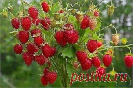 Вкус лета)