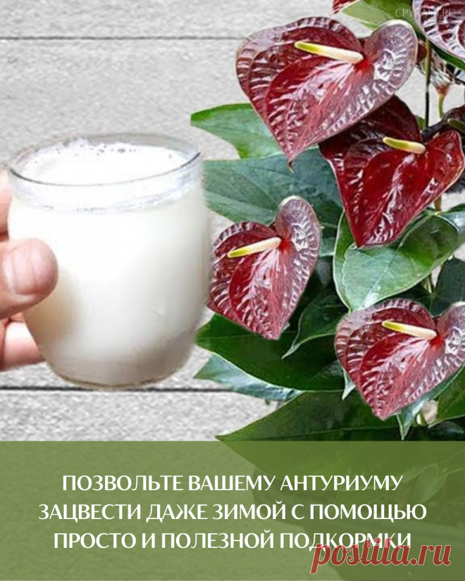 Позвольте вашему антуриуму зацвести даже зимой с помощью просто и полезной подкормки