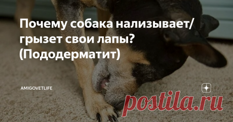 Почему собака нализывает/грызет свои лапы? (Пододерматит) Многие владельцы сталкиваются с проблемой, когда их любимец начинает активно нализывать или грызть свои лапы (возможна хромота).