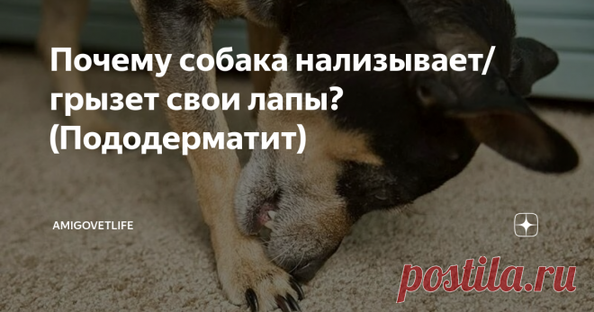 Почему собака нализывает/грызет свои лапы? (Пододерматит) Многие владельцы сталкиваются с проблемой, когда их любимец начинает активно нализывать или грызть свои лапы (возможна хромота).