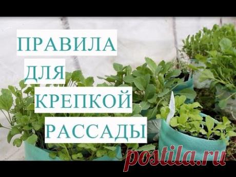 Правила для Крепкой и Здоровой Рассады Капусты.  Результат Посева Способом для Ленивых.