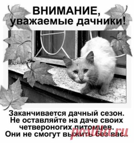 Забытые игрушки