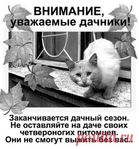 Забытые игрушки