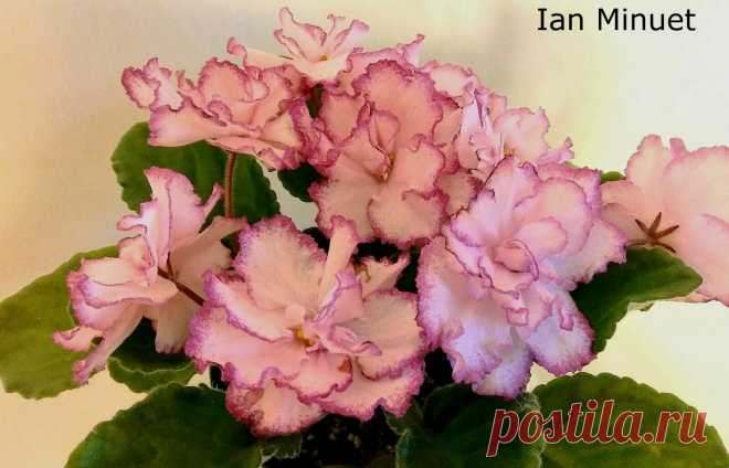African Violet *Standard/Large* 2 Leaves Leaf Sets Cuttings MANY TO CHOOSE FROM | eBay