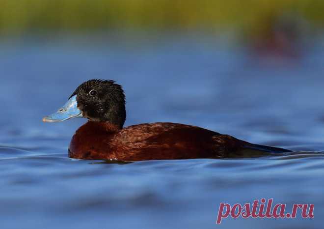 Африканская савка (Oxyura maccoa), Восточная и Южная Африка.
http://www.iucnredlist.org/details/22679820/0