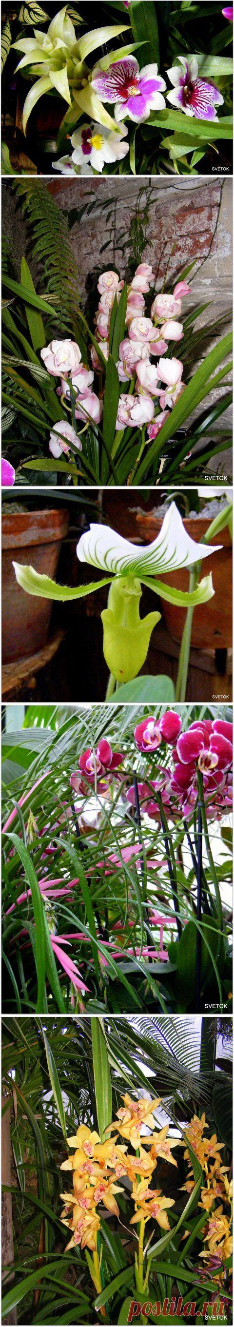Орхидеи в Ботаническом саду | Самоцветик