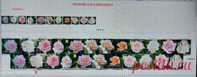 Собираю розарий для Александры | Цветочница Анюта 🌹 | Яндекс Дзен