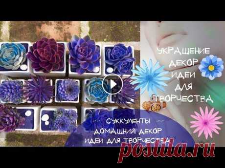 Суккуленты Идеи для красивых  композиций из суккулентов своими руками Красивые суккуленты. Идеи домашнего декора композициями из суккулентов. Как украсить дом суккулентами. К суккулентам относятся: кактусы, толстянка, аг...