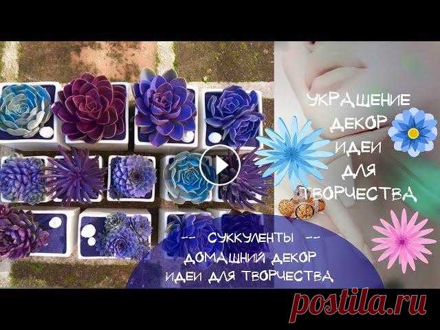 Суккуленты Идеи для красивых  композиций из суккулентов своими руками Красивые суккуленты. Идеи домашнего декора композициями из суккулентов. Как украсить дом суккулентами. К суккулентам относятся: кактусы, толстянка, аг...